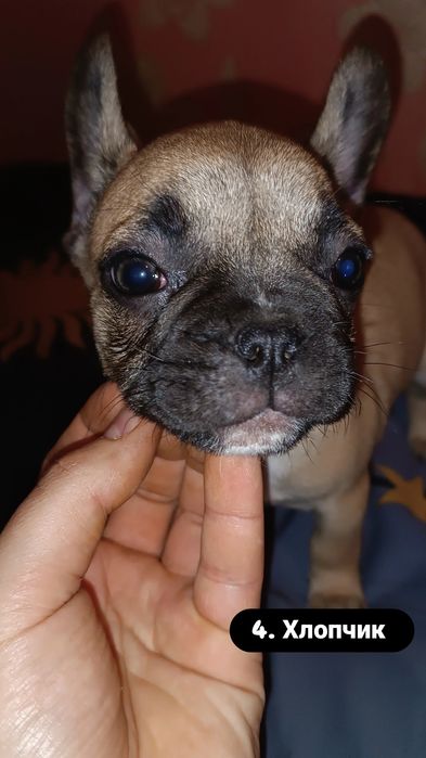 Неймовірні цуценята французького бульдога — 2 місяці 5