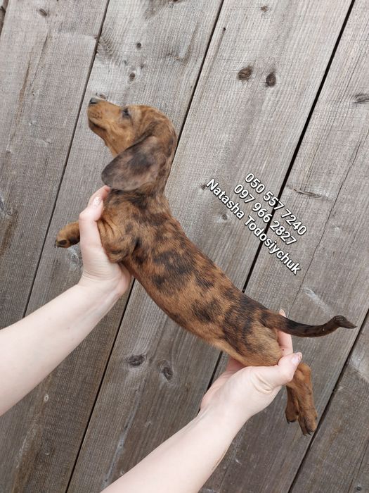 Дуже ніжна дівчинка такса