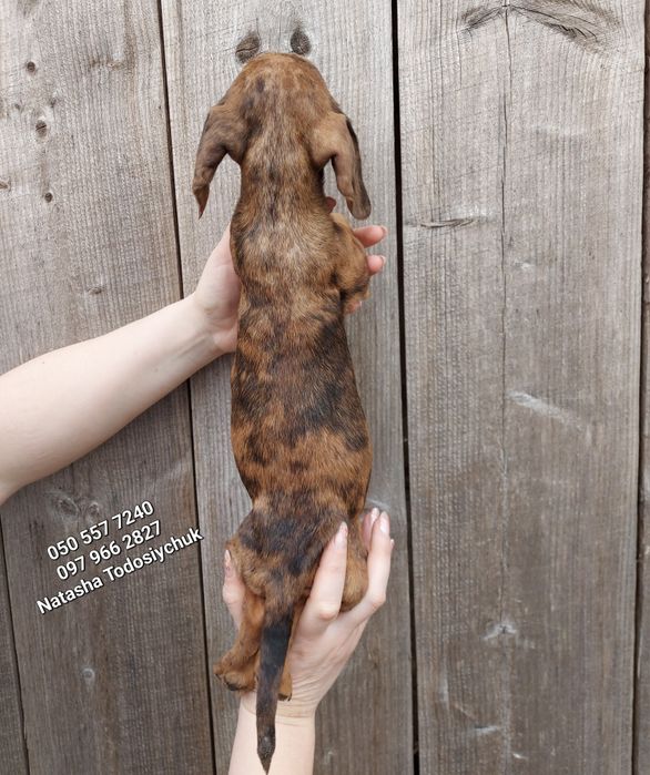Дуже ніжна дівчинка такса 2