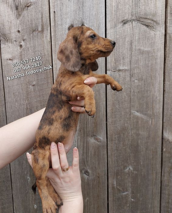 Дуже ніжна дівчинка такса 3