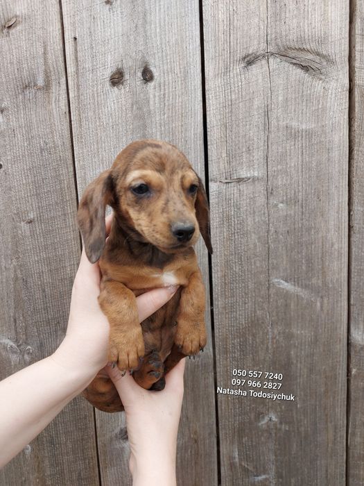 Дуже ніжна дівчинка такса 4