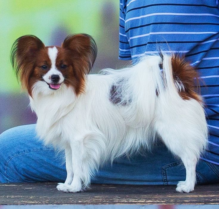 Цуценята папільон — документи FCI, тести 2