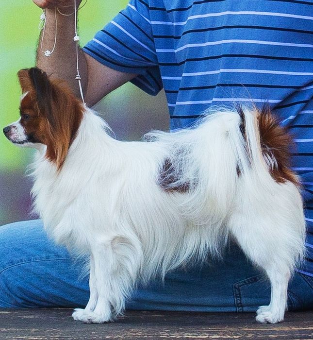 Цуценята папільон — документи FCI, тести 3