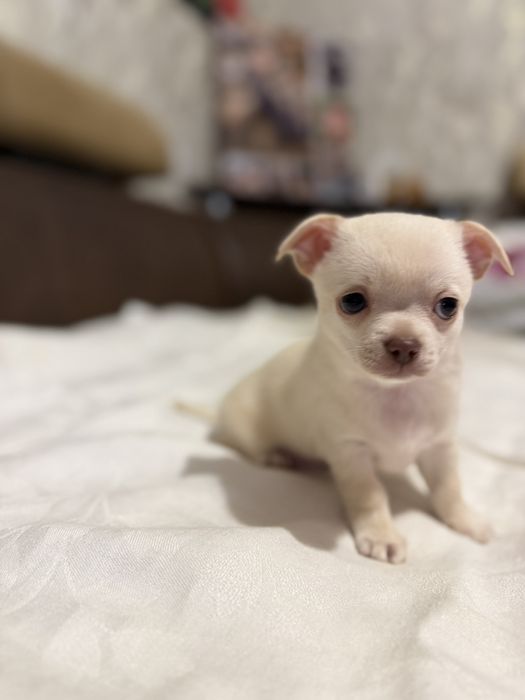 Продам чихуашок