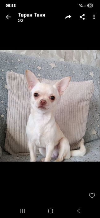 Продам чихуашок 4