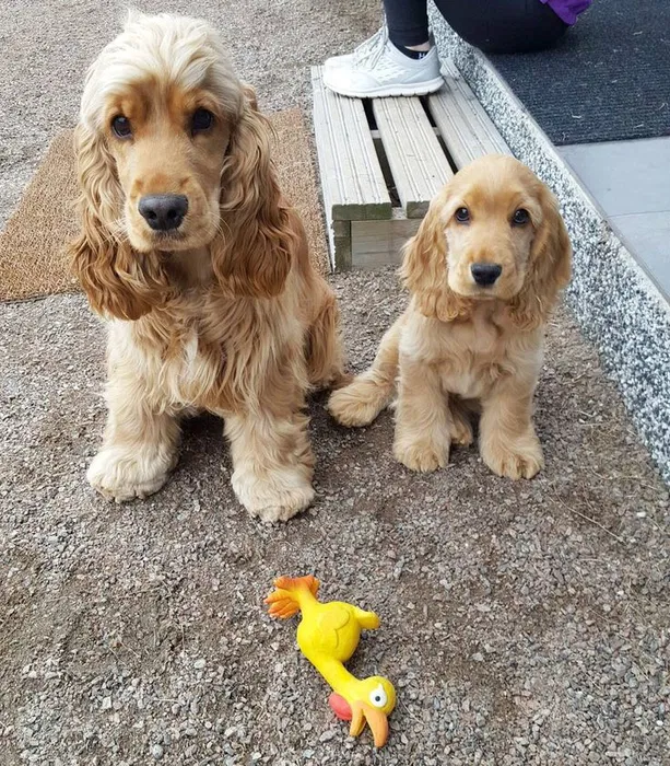 Продаж кокер-спанієлів — гарні та контактні