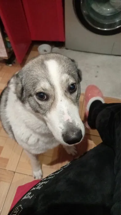 Пропала собака лайка в Великодолинському 3