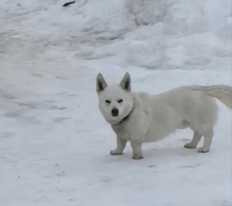 Пропала собака по кличці Баси, білий окрас