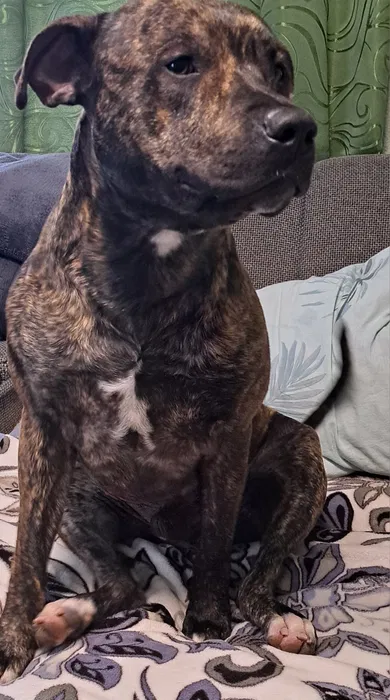 Пропала собака — пітбуль Рей