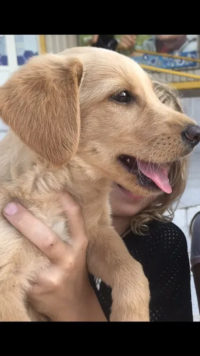 Пропала собака — риженька дівчинка 2-3 місяці