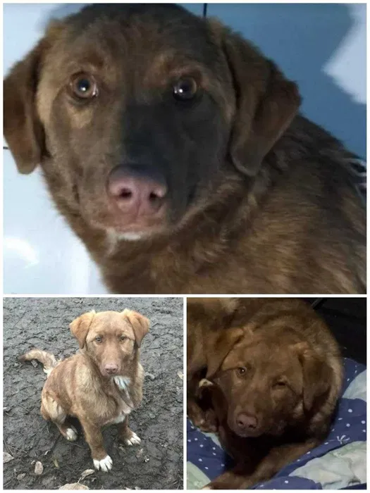 Пропала собака — Святошинський район, Київ