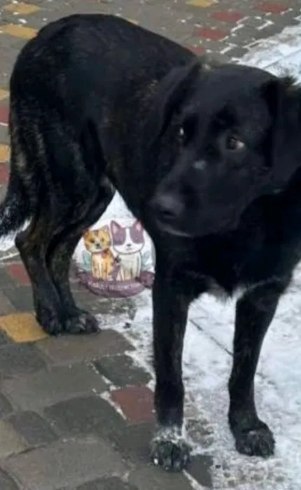 Пропала собака — стаффорд Таруша