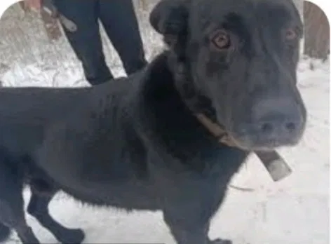 Пропала собака — стаффорд Таруша 2