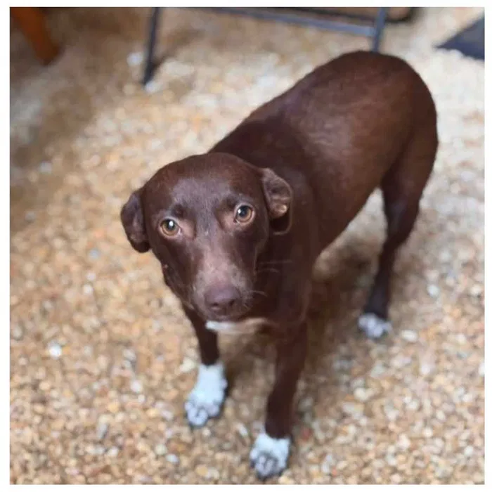 Пропала собака, Троєщина