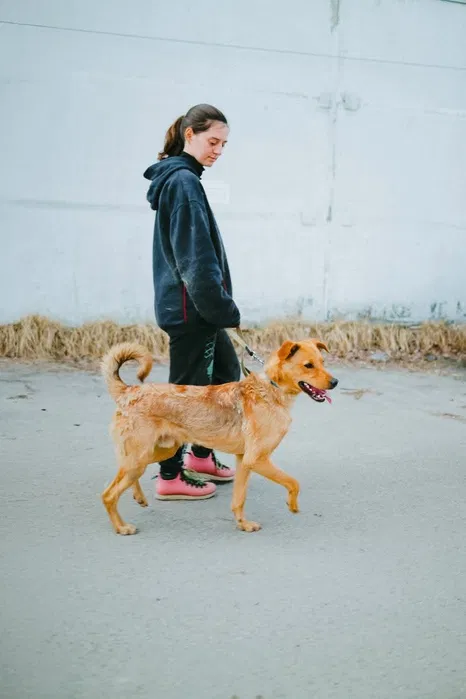 Пропав пес Брок — Лісовий масив, Київ