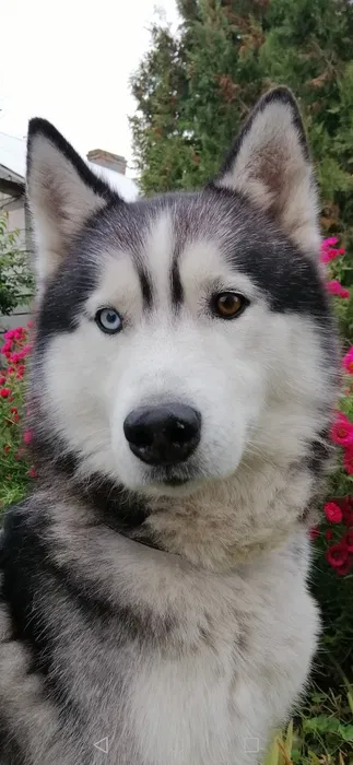 Пропав собака породи хаскі — Фарт