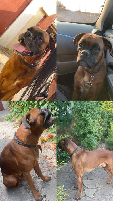 Пропав собака — Зайчевське, Миколаїв