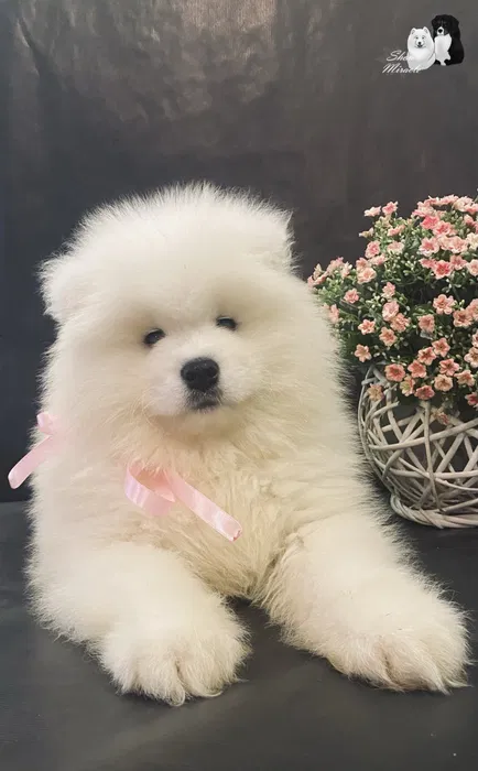 Самоїд хлопчик FCI — елітне цуценя від розплідника 3