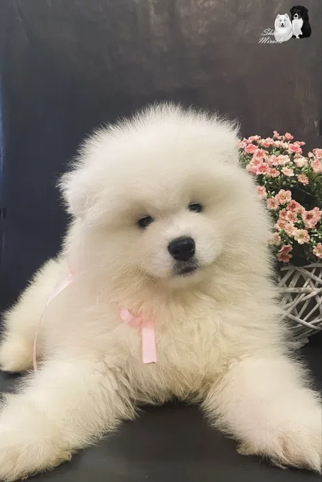 Самоїд хлопчик FCI — елітне цуценя від розплідника 4