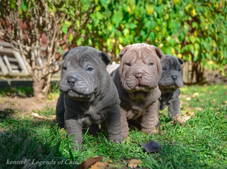 Шарпей VIP цуценята