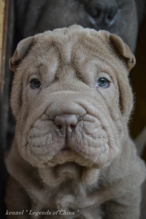 Шарпей VIP цуценята 2