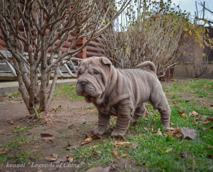 Шарпей VIP цуценята 5