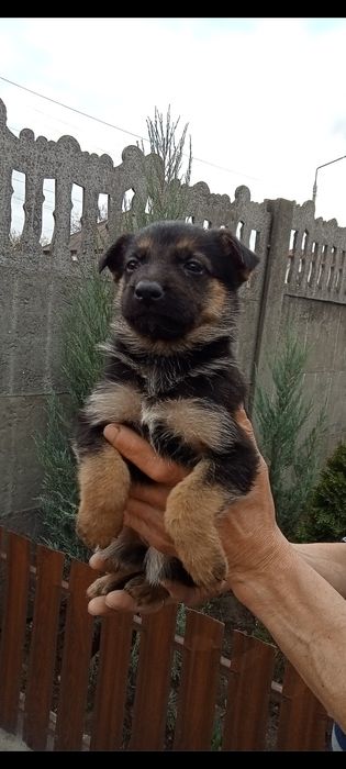 Цуценята німецької вівчарки, великі, активні