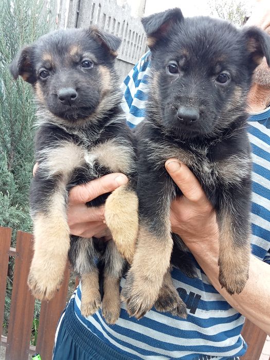 Цуценята німецької вівчарки, великі, активні 3
