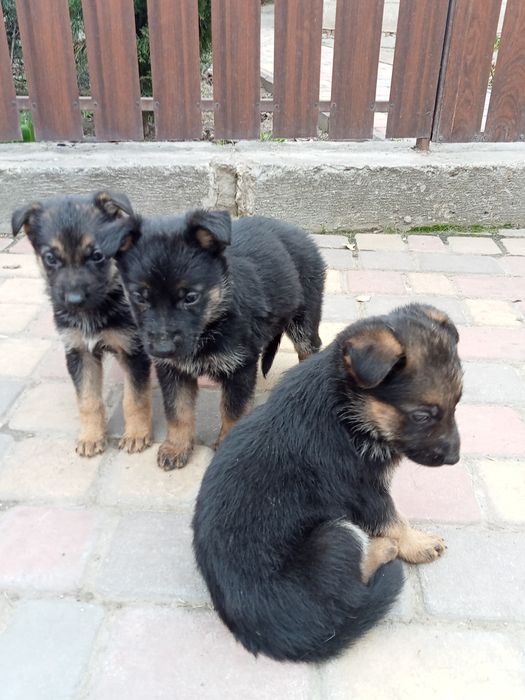 Цуценята німецької вівчарки, великі, активні 4