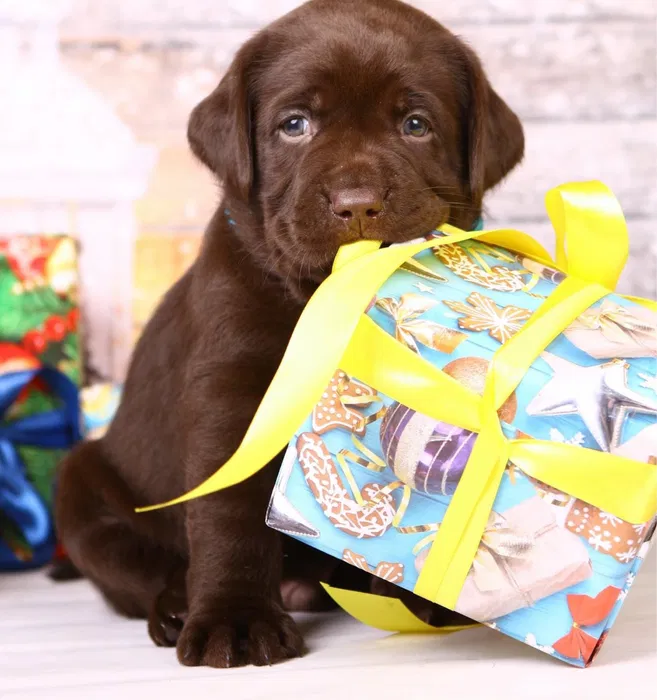 Шоколадні цуценята лабрадори Львів 2