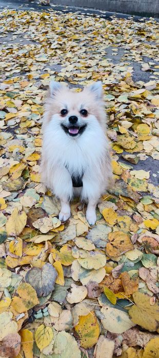 Померанський шпіц — кобель, 1.5 року