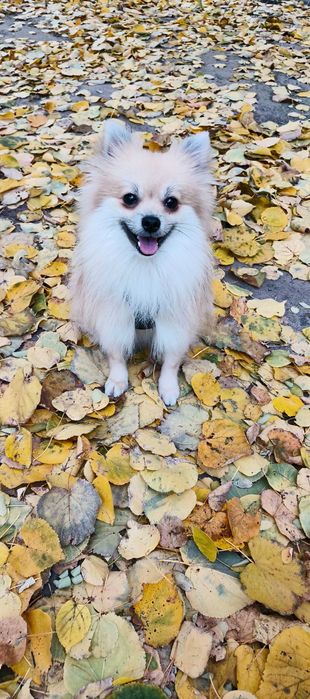 Померанський шпіц — кобель, 1.5 року 2