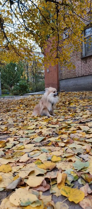 Померанський шпіц — кобель, 1.5 року 3