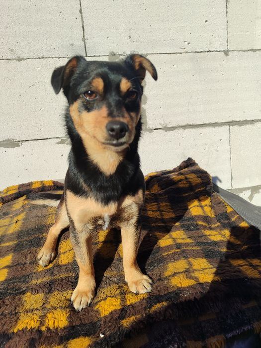 Шукаю свою собаку — Конотоп