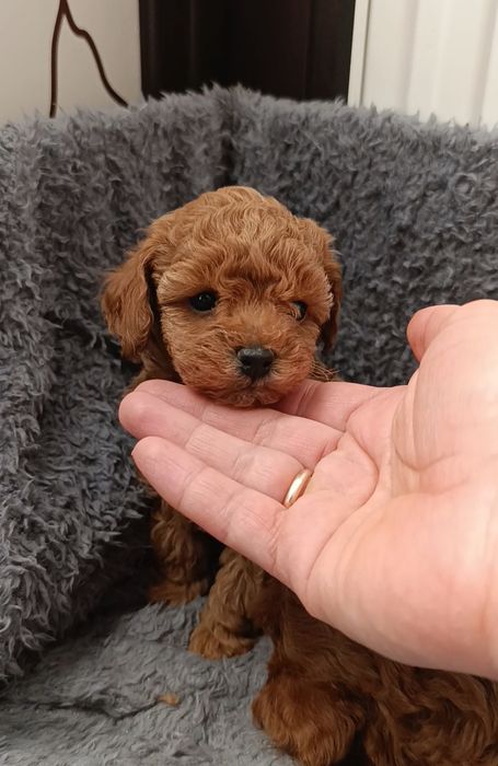 Шикарні малята той пуделя