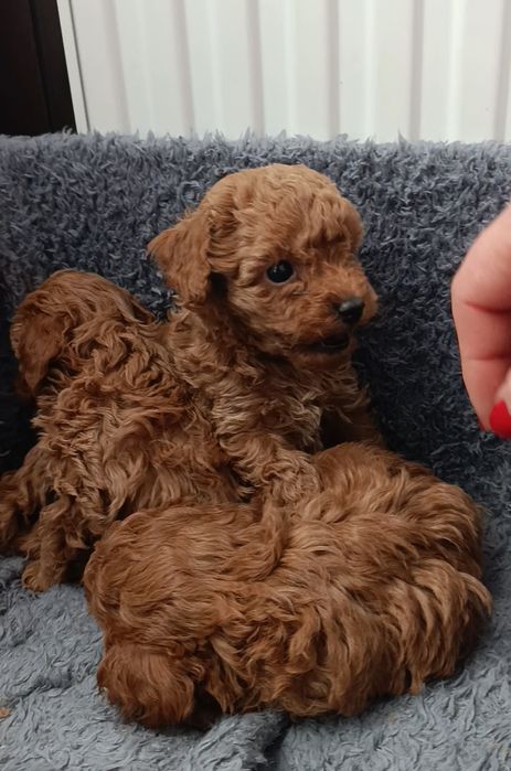 Шикарні малята той пуделя 3