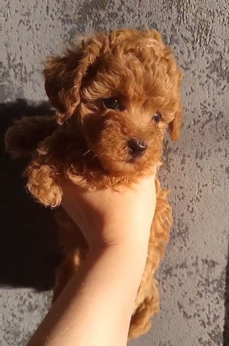 Шикарні малята той пуделя 5