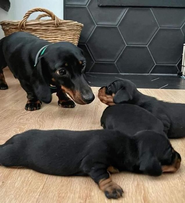 Такси, хлопчики і дівчатка — чорний з підпалом