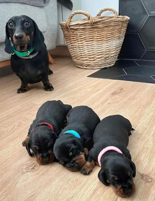 Такси, хлопчики і дівчатка — чорний з підпалом 2