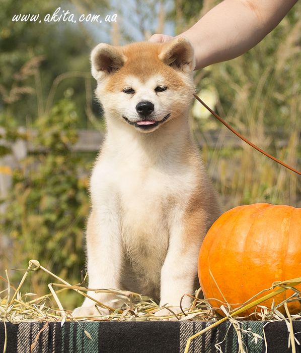 Цуценята акіта іну з документами FCI