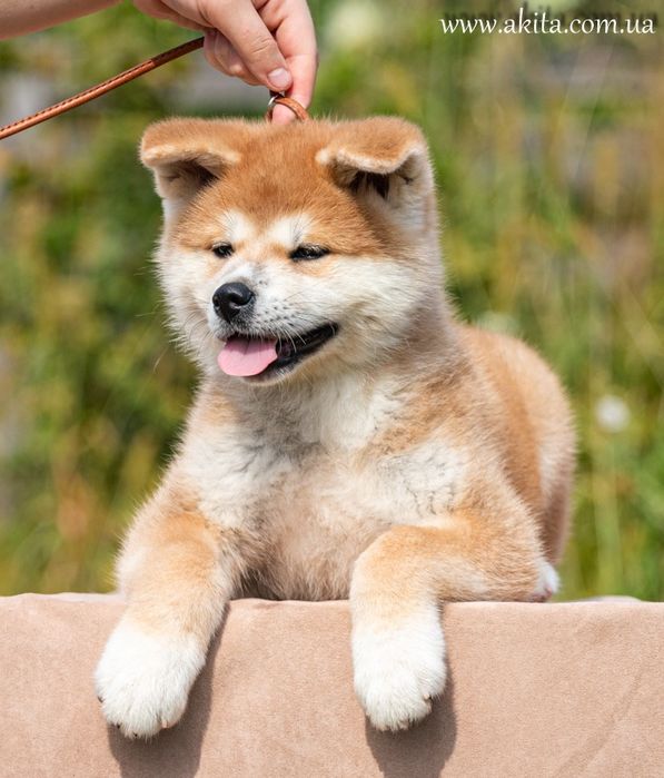 Цуценята акіта іну з документами FCI 3