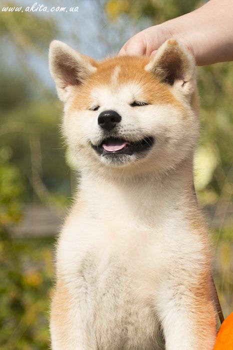 Цуценята акіта іну з документами FCI 4