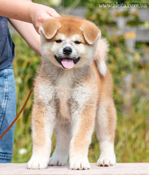 Цуценята акіта іну з документами FCI 5