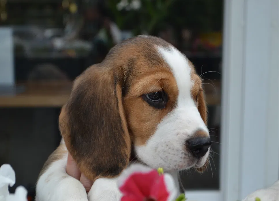 Цуценя бігль — хлопчик, документи FCI