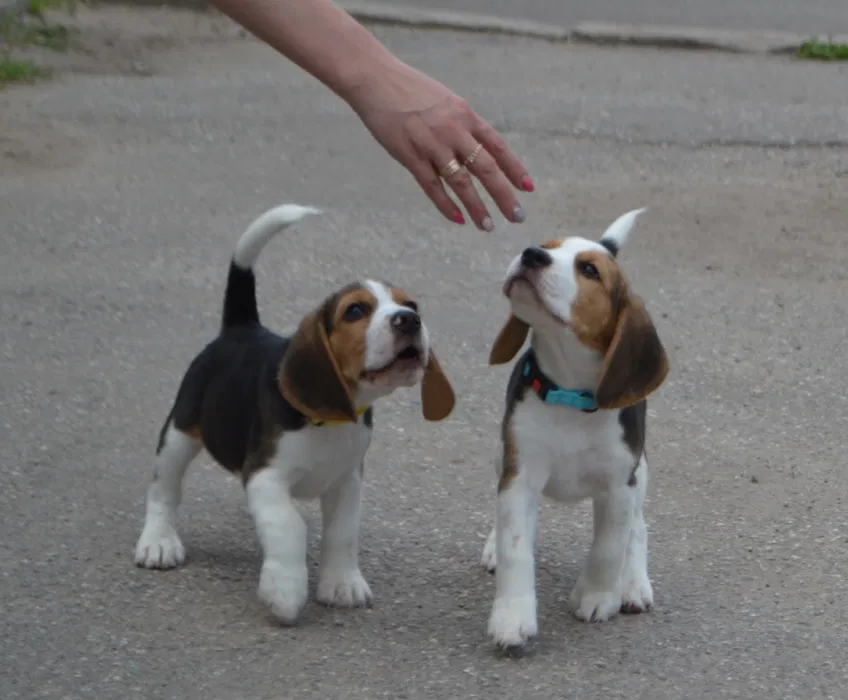 Цуценя бігль — хлопчик, документи FCI 3