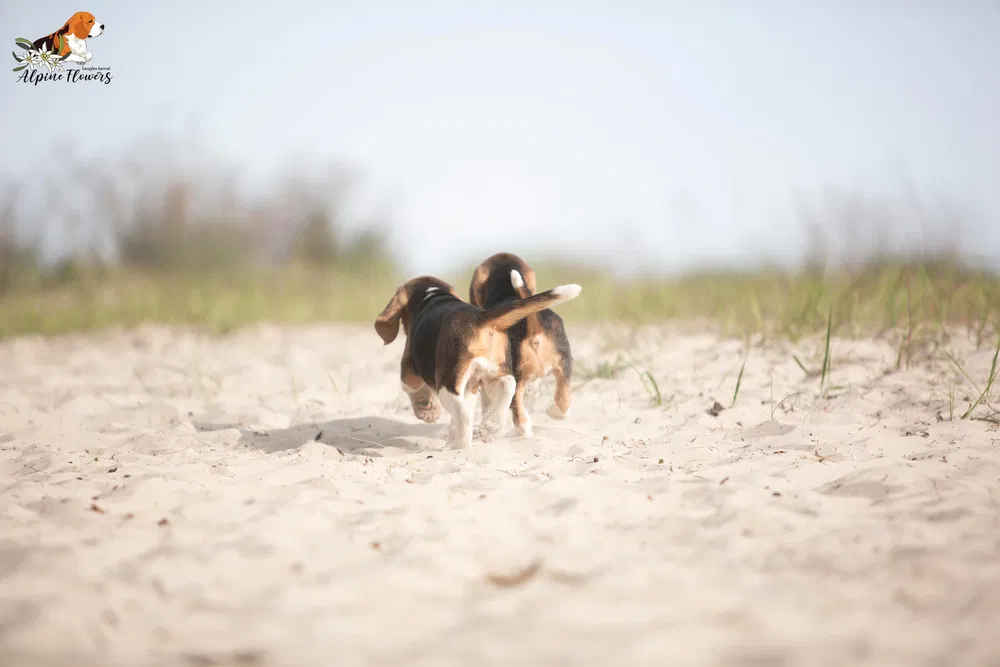 Цуценя бігля від професійного розплідника 3