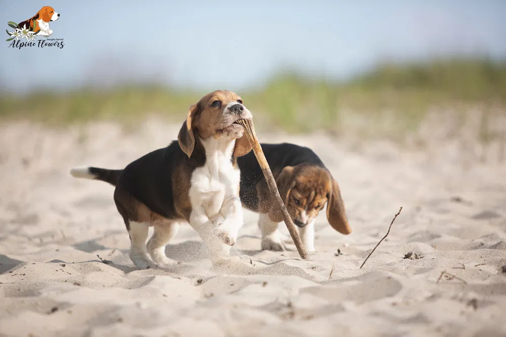 Цуценя бігля від професійного розплідника 4