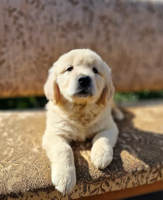 Цуценята golden retriever 2