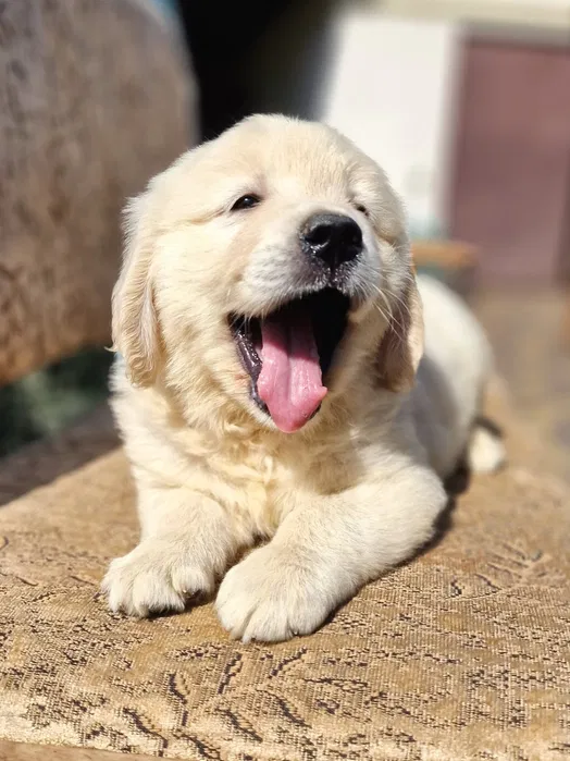 Цуценята golden retriever 3