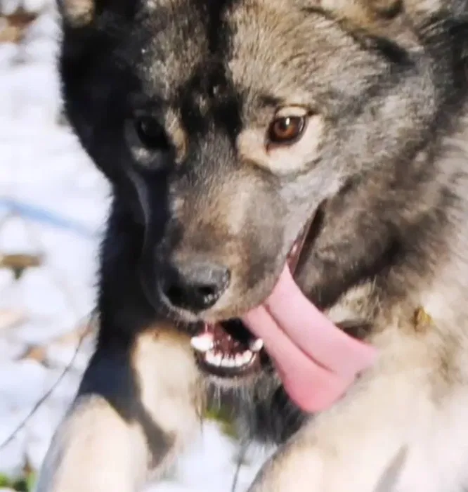 Цуценята хаскі КСУ — маленькі вовченятка, агуті 3